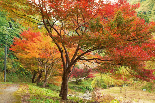 大滝川森林公園 紅葉