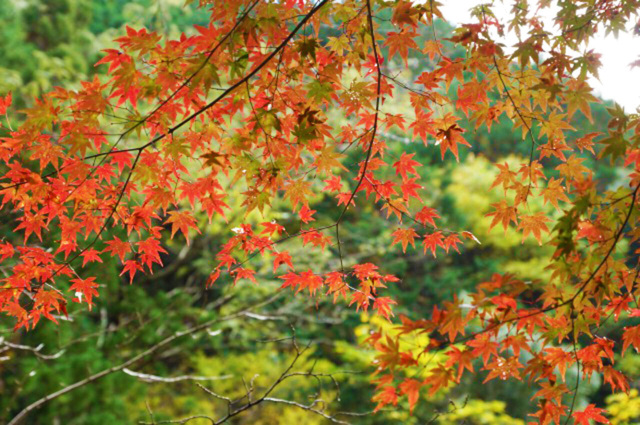 鷲の川の滝 紅葉