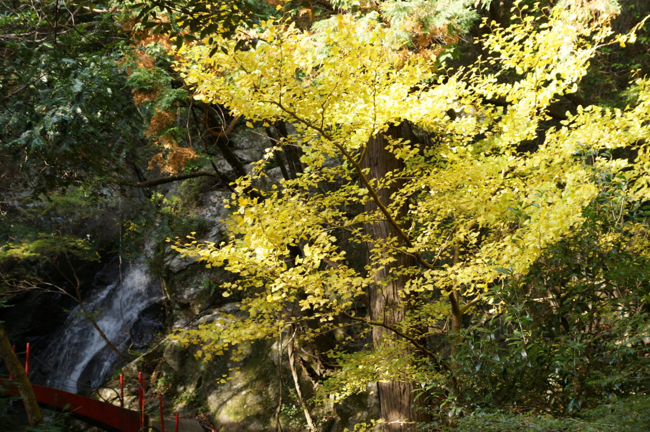 画像提供：日高川町