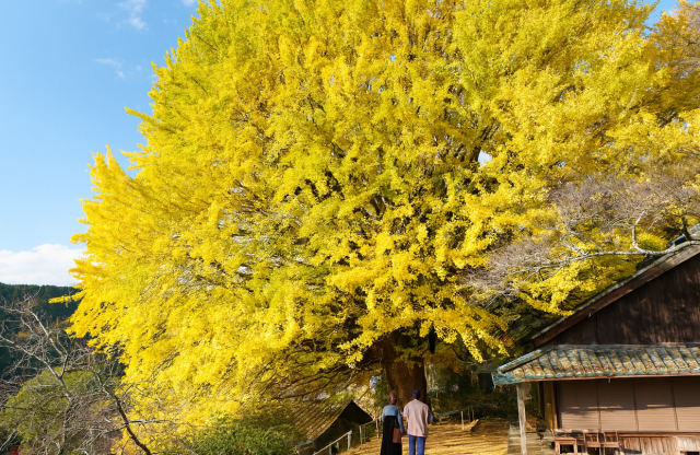 福定の大銀杏（宝泉寺）