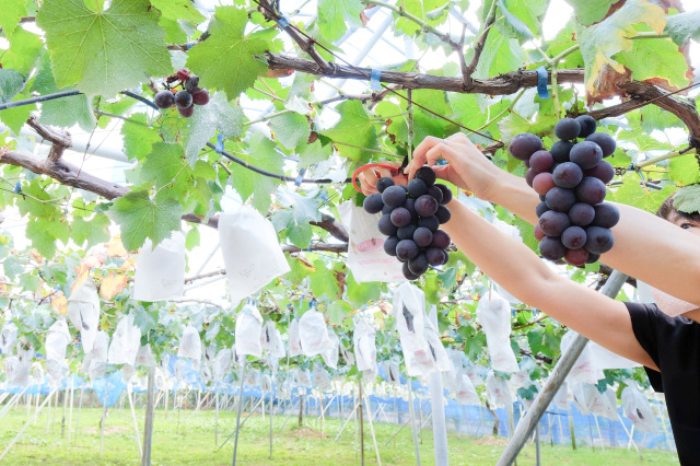 千葉フルーツパーク ぶどう狩り
