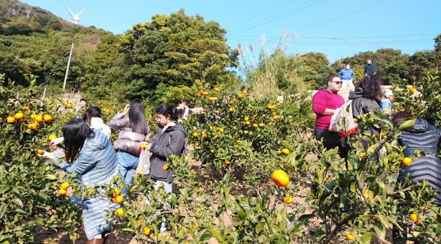 みかんの本場！ 「和歌山県有田市」でみかん狩り体験 【袋詰め…