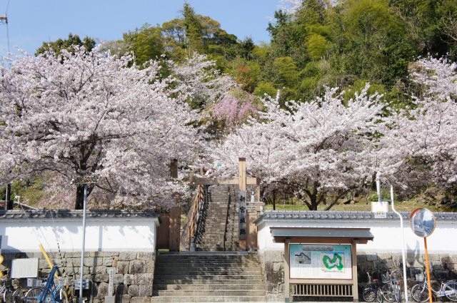 新宮城跡（桜）