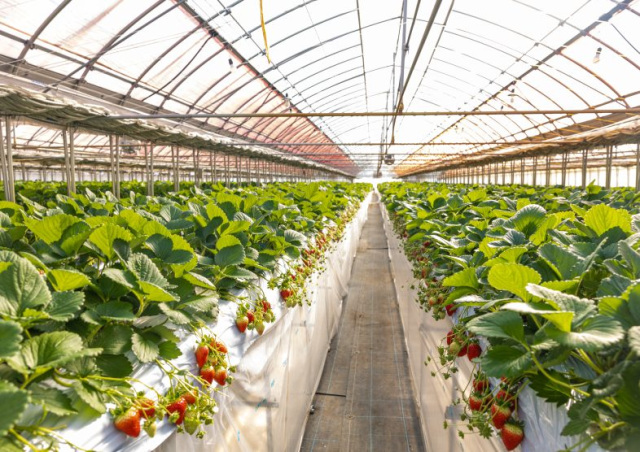 渡辺農園　いちご狩り