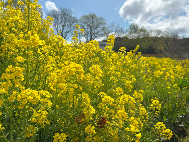 道の駅　四季の郷公園　菜の花の見頃