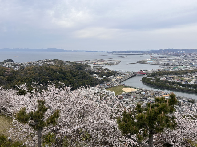 高津子山を桜の山に