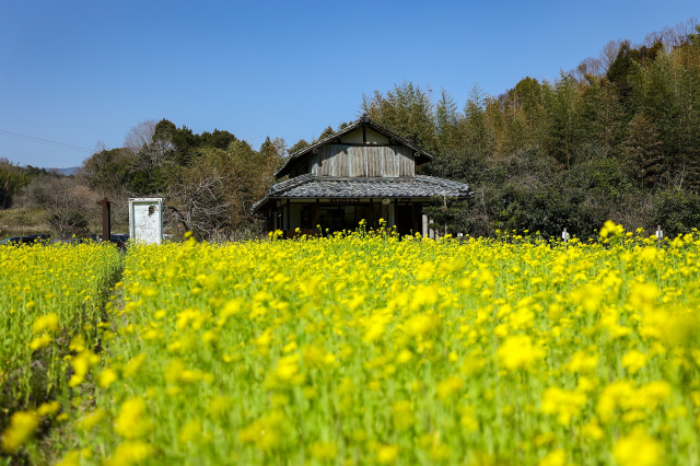 真土万葉の里　菜の花の見頃