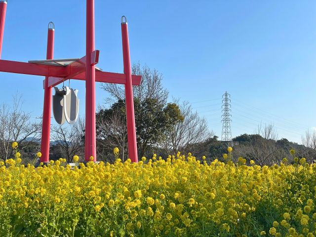 新庄総合公園　菜の花の見頃