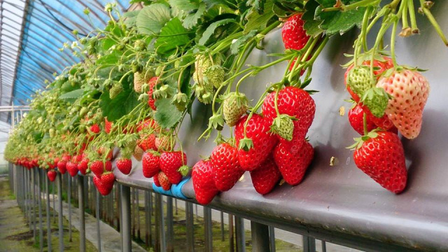 いちご狩り／イチゴランドカプリ（山本農園）