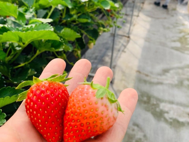 いちご狩り／JAわかやま紀の里いちご観光農園