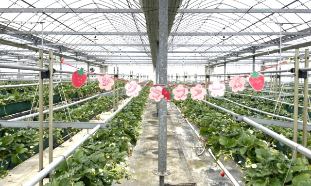 いちご狩り／サクラファーム