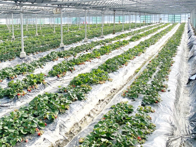 いちご狩り／貴志川いちご狩り園