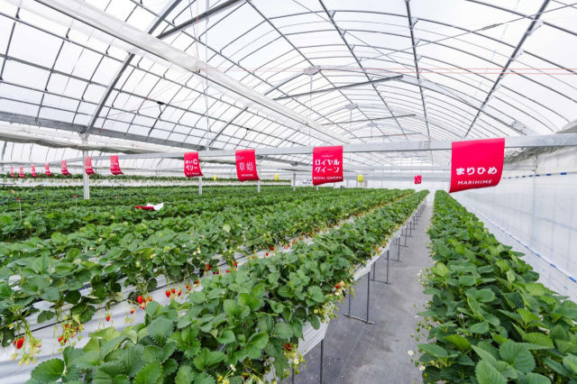 いちご狩り／Strawberry Garden いわつるfam.