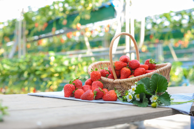 いちご狩り／農園紀の国