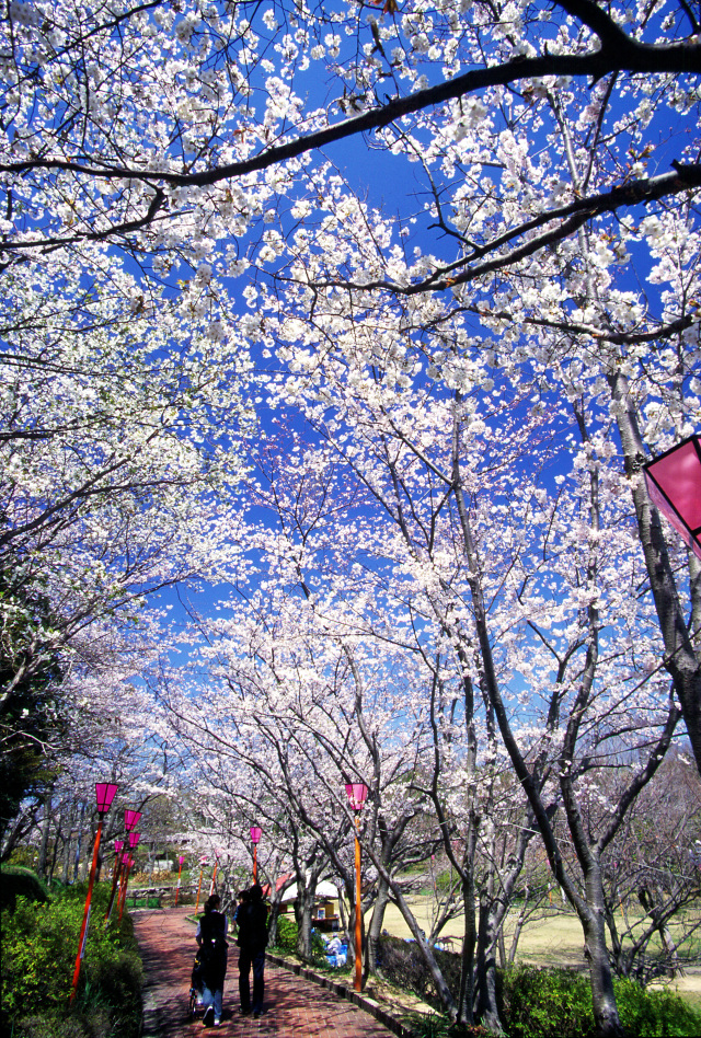 平草原公園桜まつり