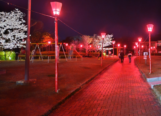 平草原公園夜桜ライトアップ