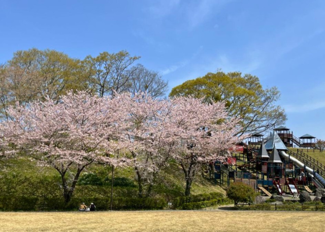 紀美野町のかみふれあい公園　桜の見頃