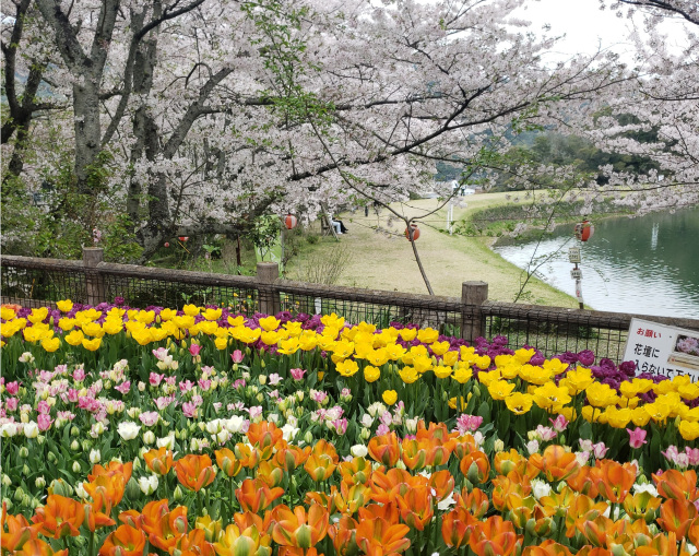 亀池さくらまつり