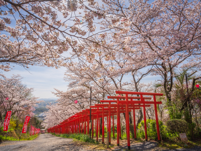 丸高稲荷神社 桜の見頃