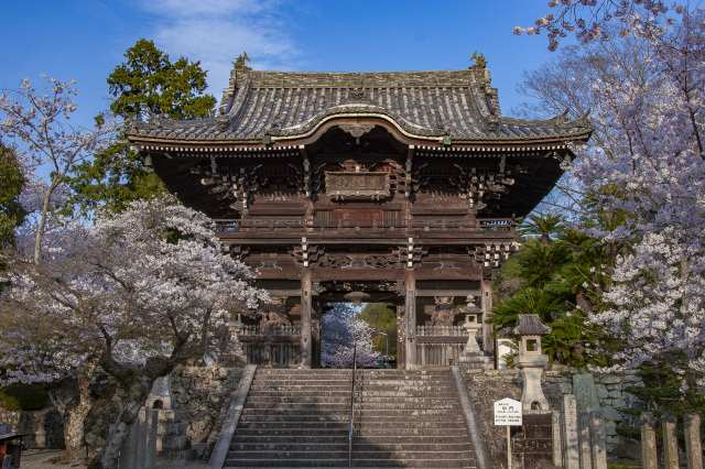粉河寺 桜の見頃