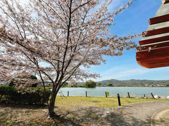 平池緑地公園　桜の見頃