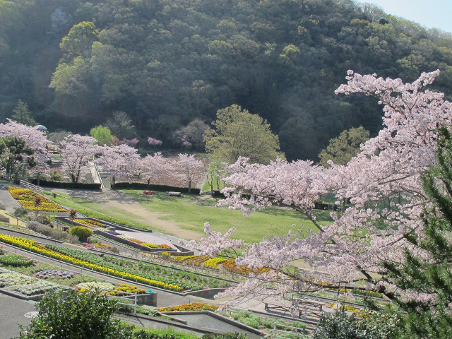 和歌山県植物公園 緑花センター　桜の見頃
