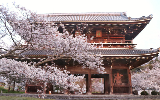 根来寺 桜の見頃