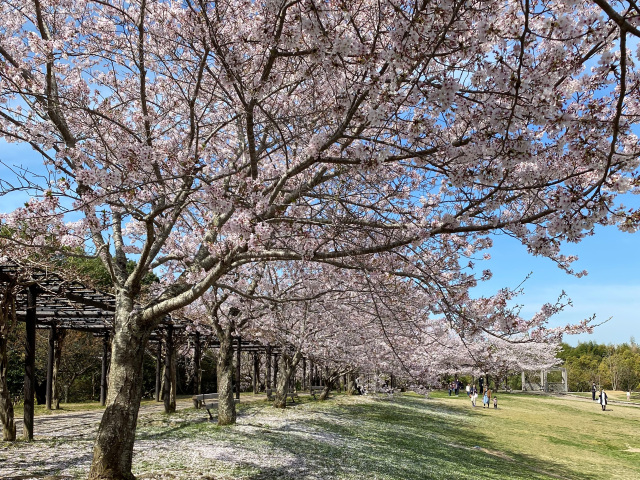 道の駅 四季の郷公園 桜の見頃