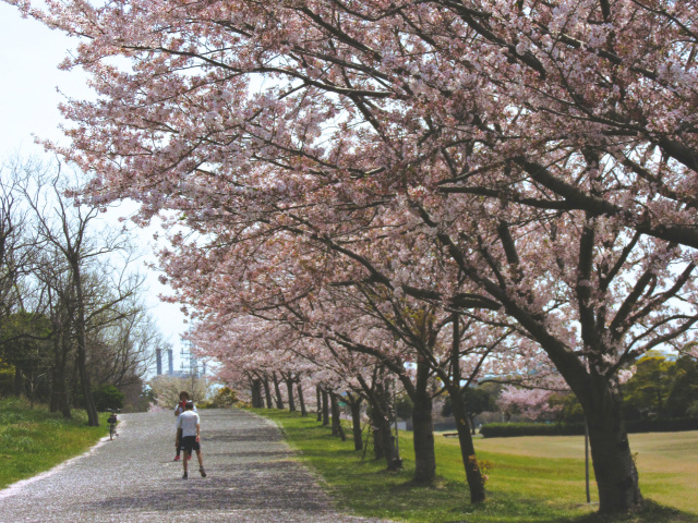 河西緩衝緑地　桜の見頃