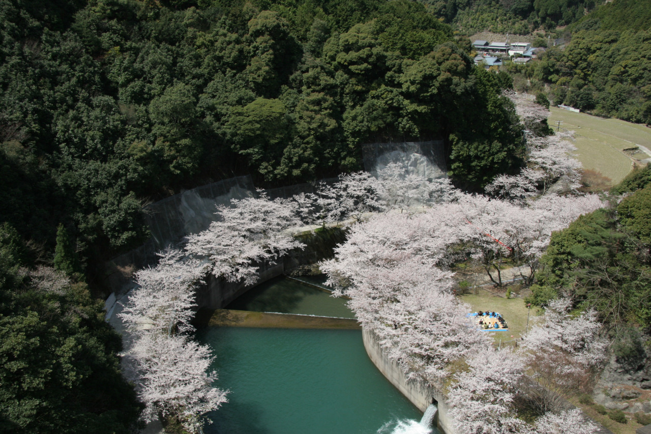 広川ダム公園 桜の見頃