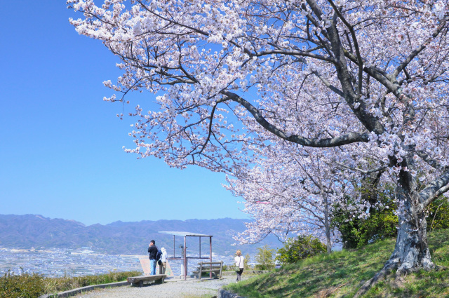 最初カ峰展望所　桜の見頃