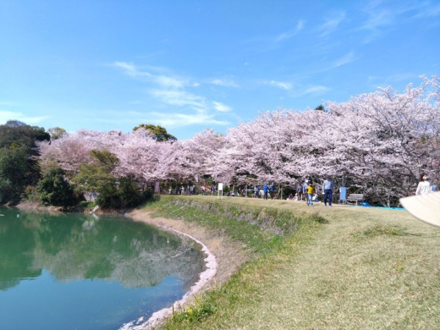 亀池公園　桜の見頃