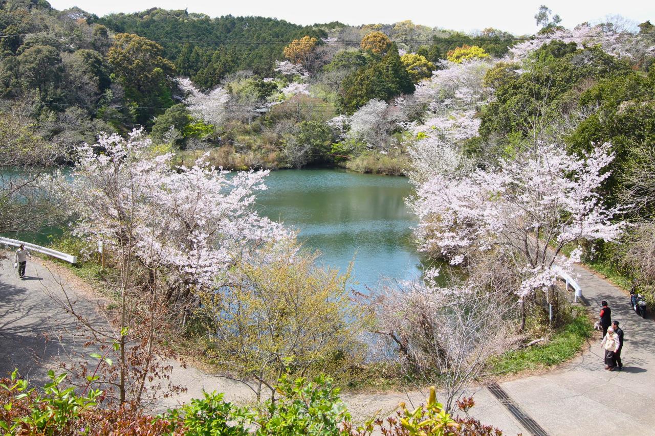 写真提供：田辺市