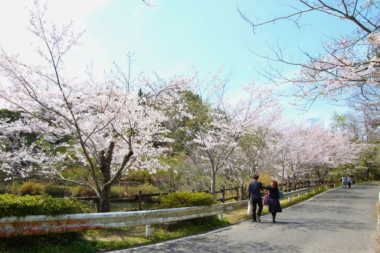写真提供：田辺市