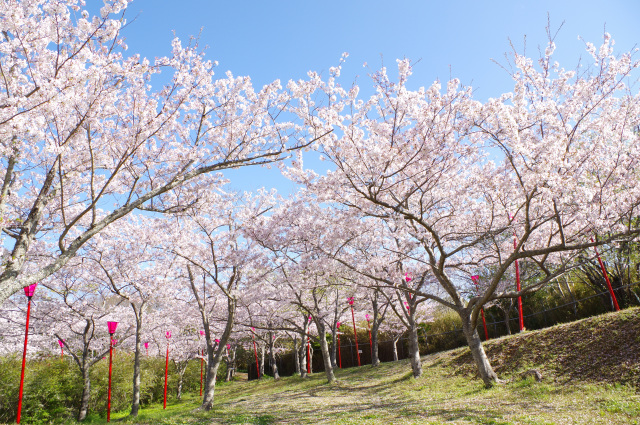 平草原公園　桜の見頃