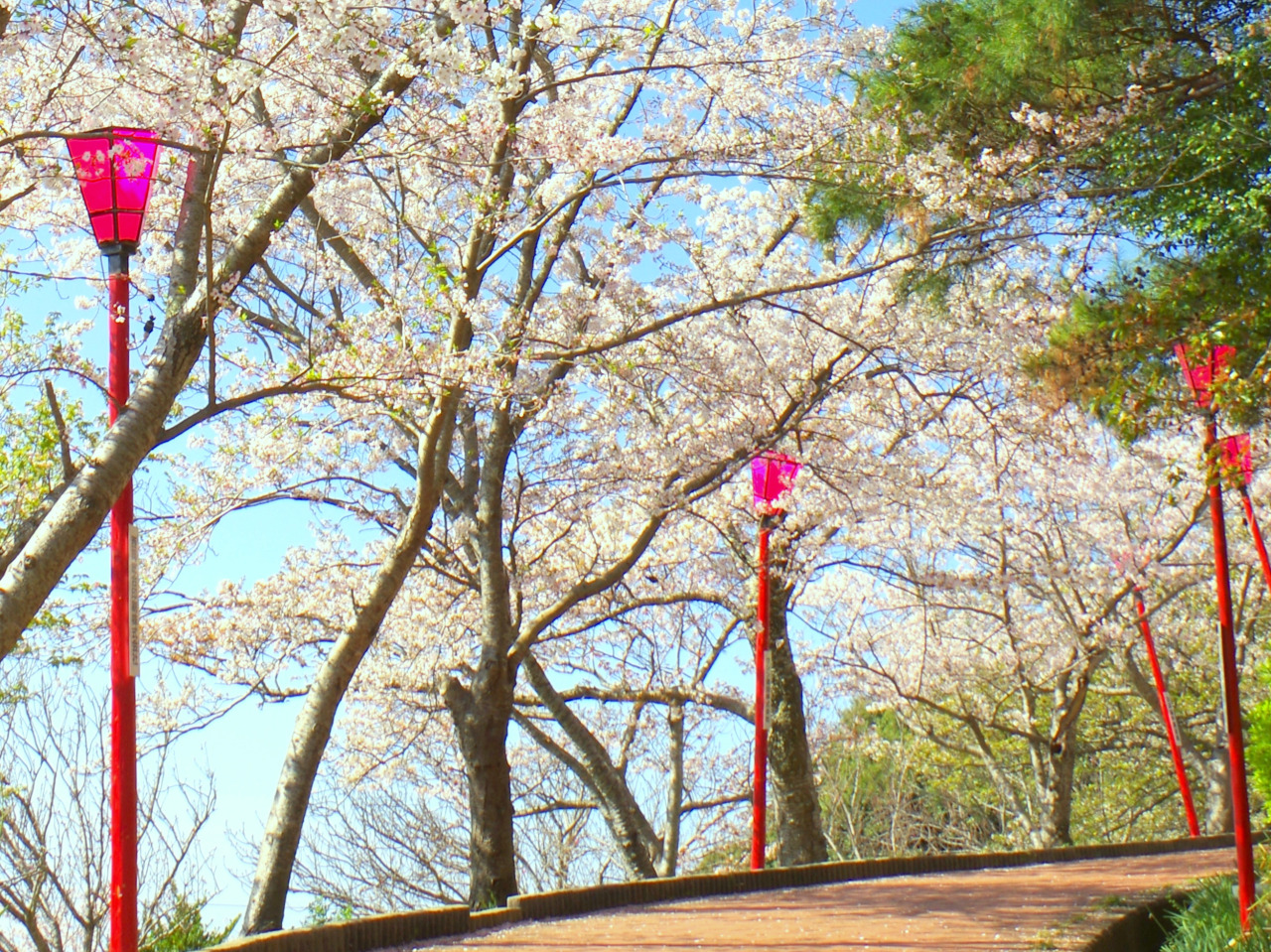 写真提供：白浜町観光課