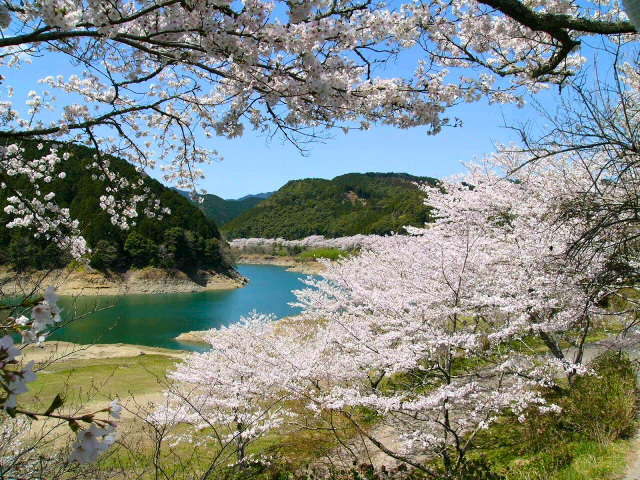 七川ダム湖畔　桜の見頃