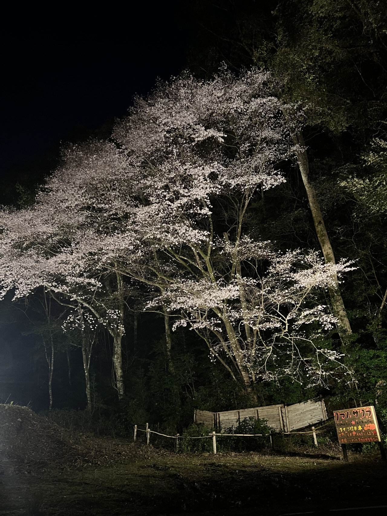 クマノザクラライトアップ