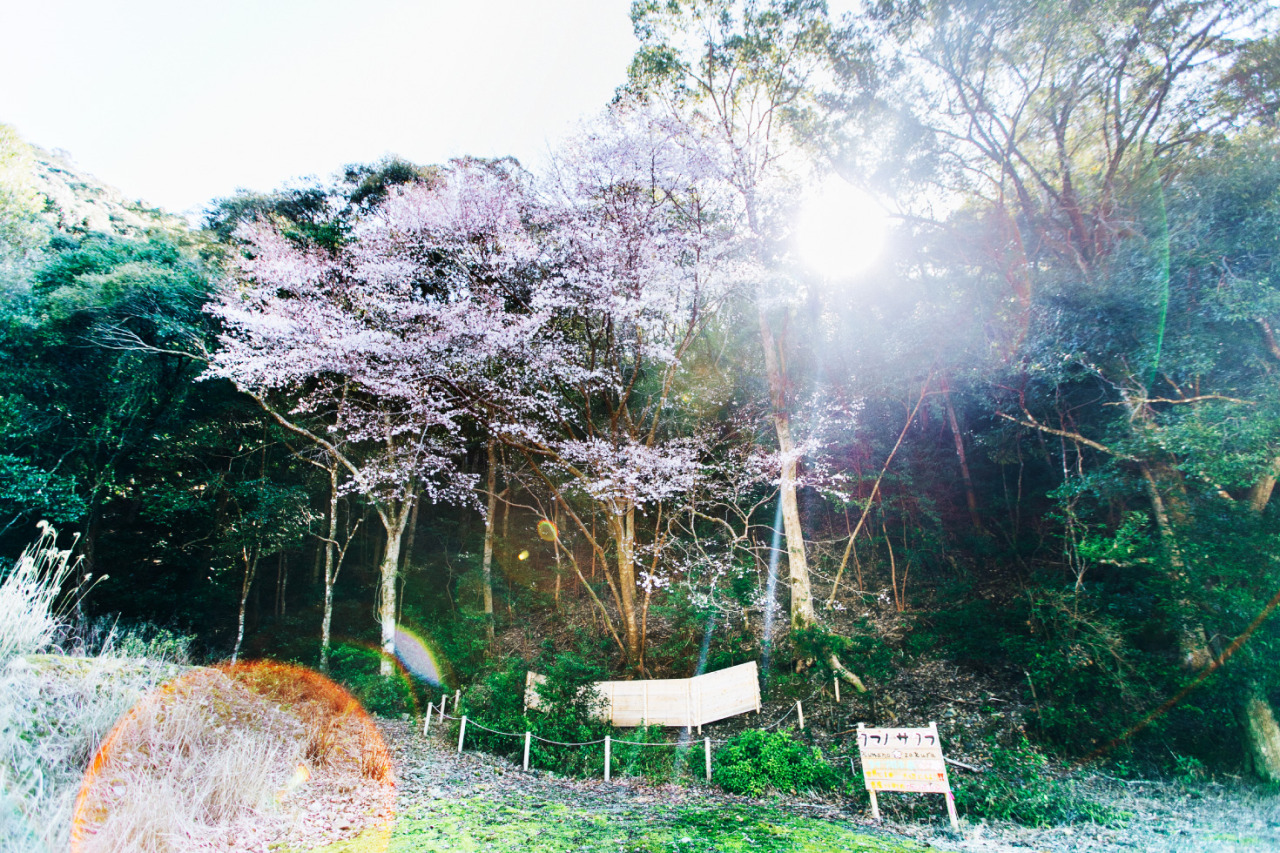 池野山のタイプ標本木