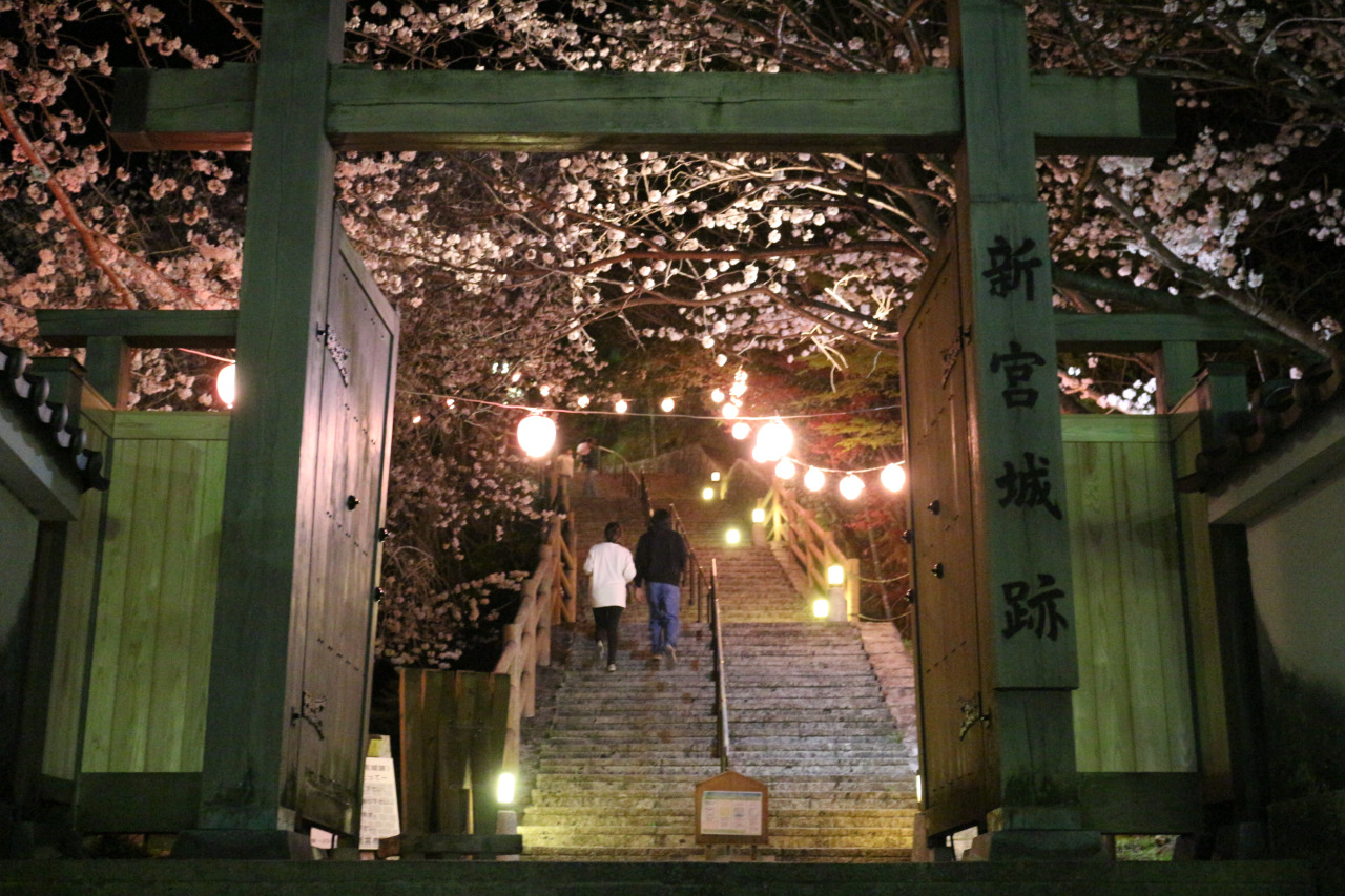 丹鶴城公園（新宮城跡）桜ライトアップ