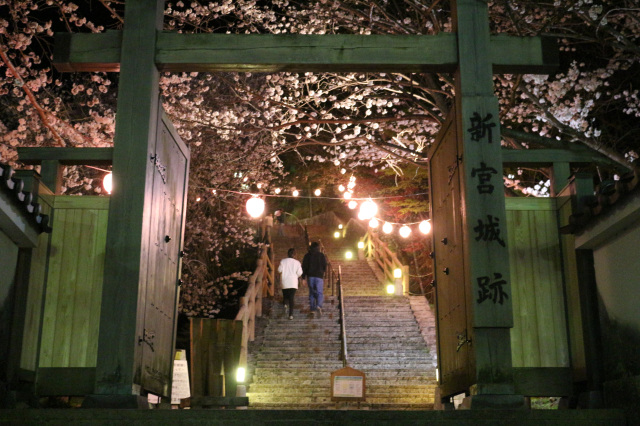 丹鶴城公園（新宮城跡）桜ライトアップ