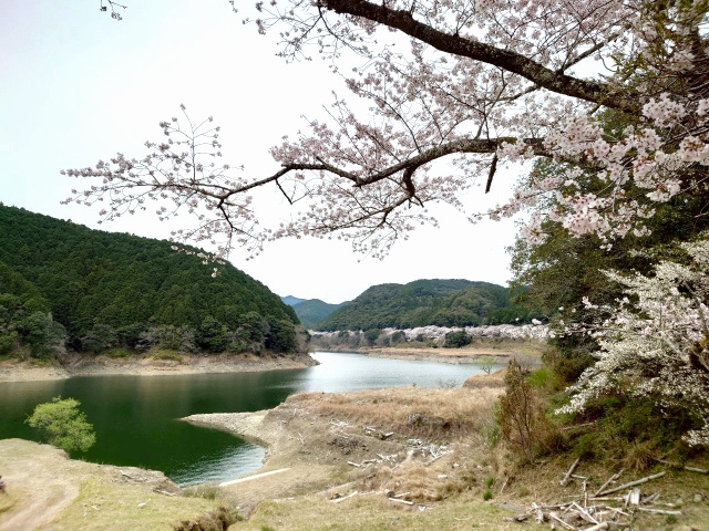 古座川町 桜フェア