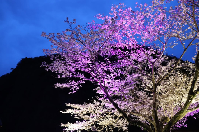 桜ライトアップウイークエンド ソメイヨシノライトアップ