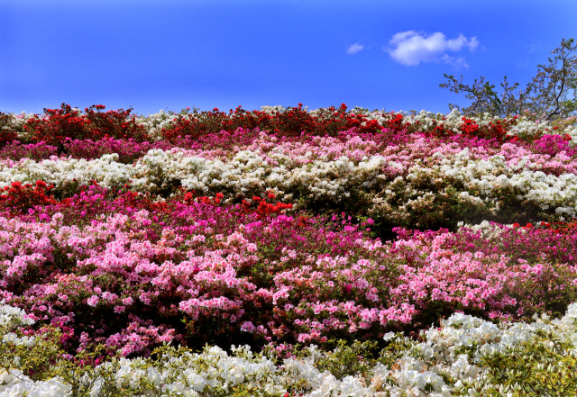 黒潮公園のツツジ