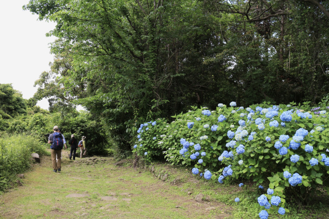 高野坂　アジサイの見頃