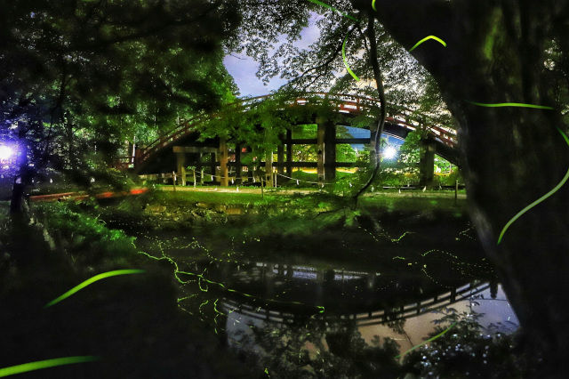 丹生都比売神社　観蛍の夕べ（境内ライトアップ）