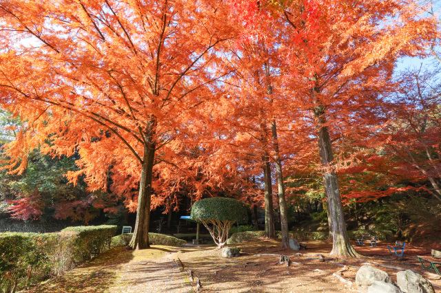 杉村公園　紅葉