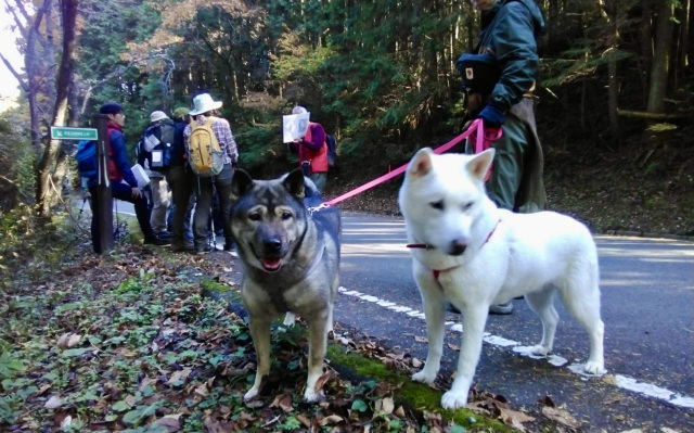 ご神犬も参加　世界遺産 三谷坂を登る