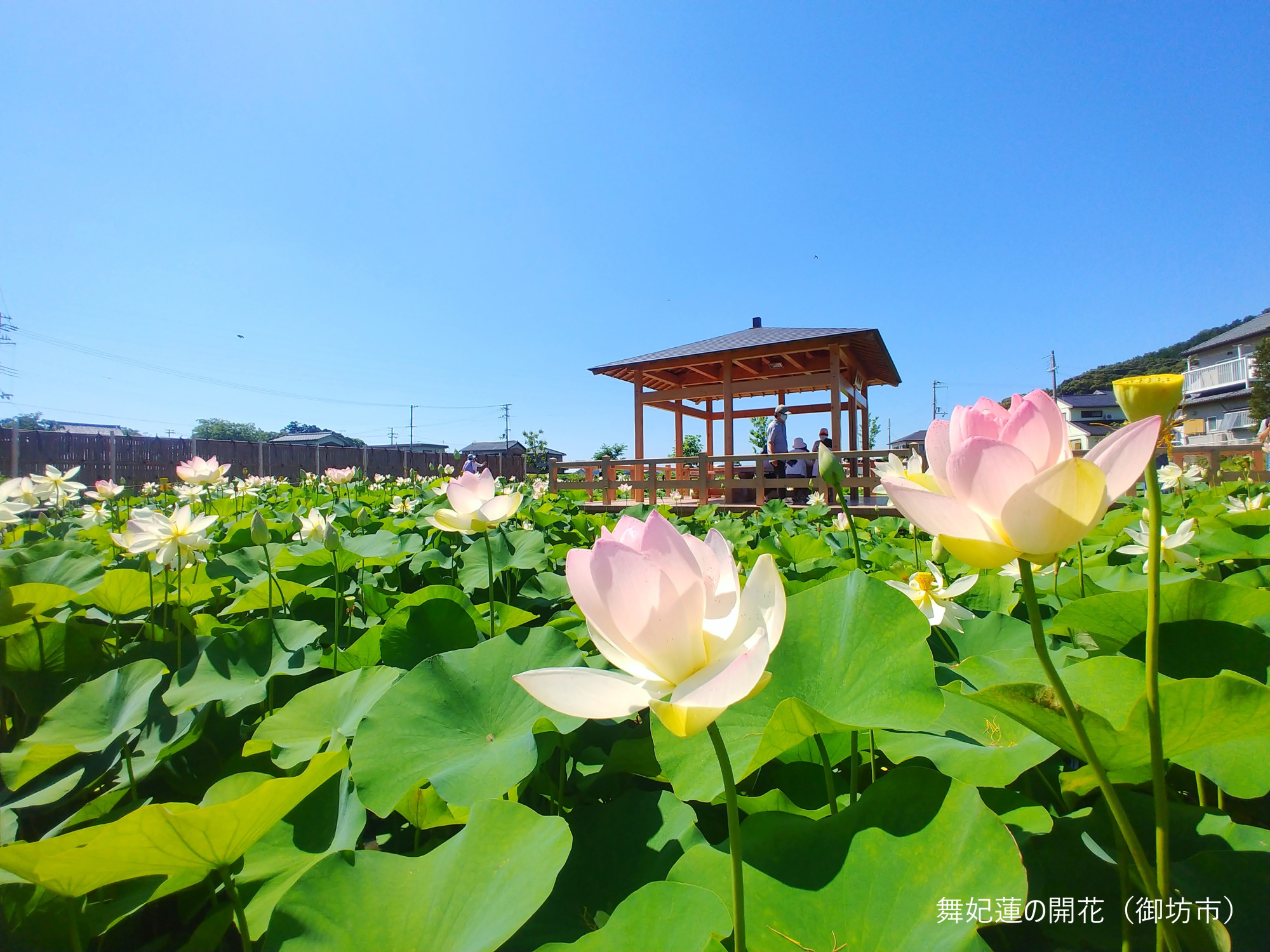 2025年7月　和歌山県内のイベント情報まとめ