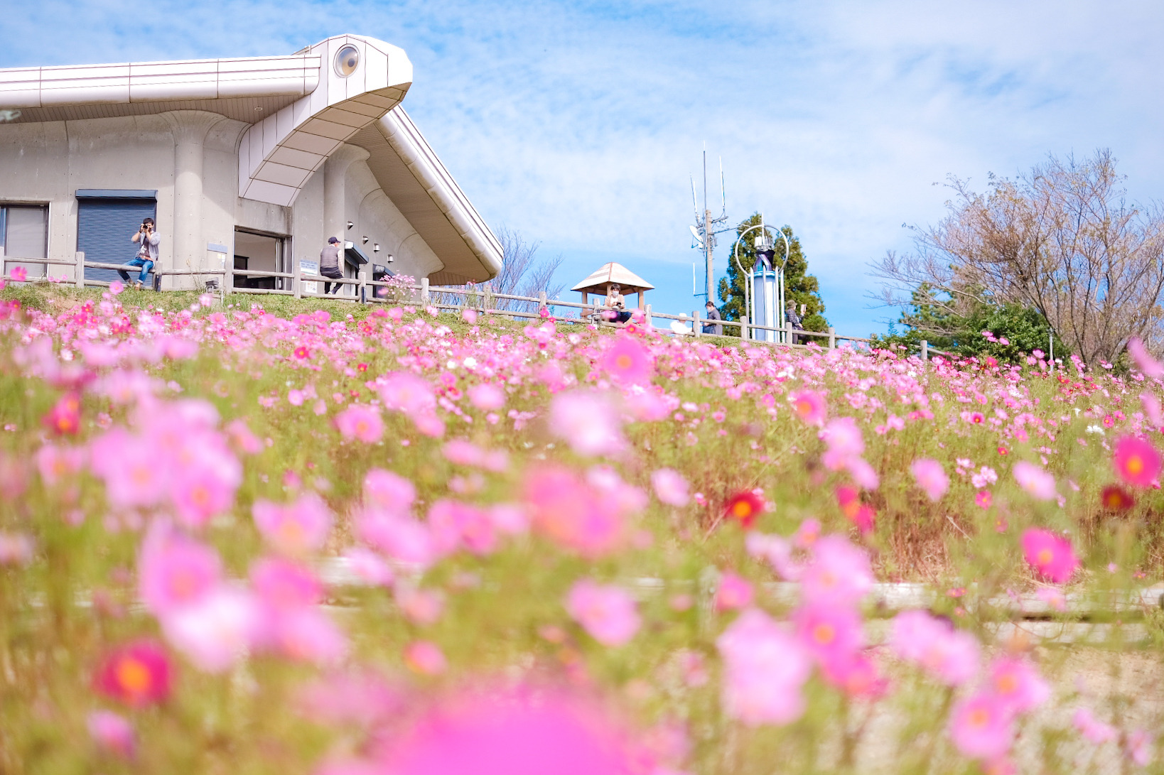 鷲ヶ峰コスモスパーク開花状況【2025年最新版】